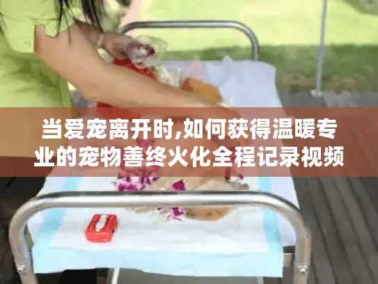 当爱宠离开时,如何获得温暖专业的宠物善终火化全程记录视频服务?