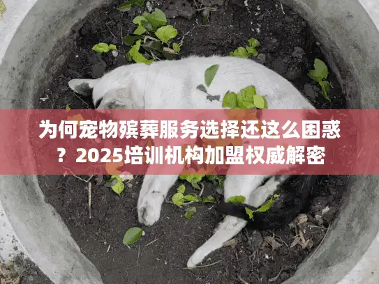 为何宠物殡葬服务选择还这么困惑？2025培训机构加盟权威解密