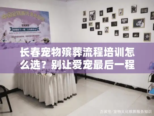 长春宠物殡葬流程培训怎么选？别让爱宠最后一程留下遗憾