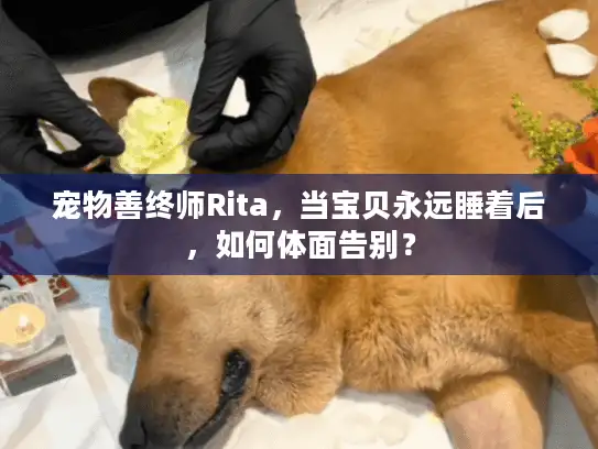 宠物善终师Rita，当宝贝永远睡着后，如何体面告别？
