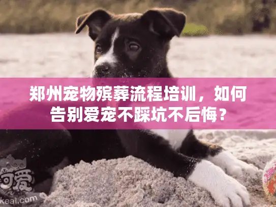 郑州宠物殡葬流程培训，如何告别爱宠不踩坑不后悔？