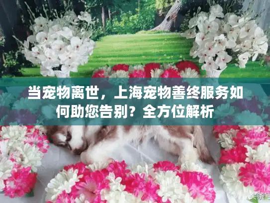 当宠物离世，上海宠物善终服务如何助您告别？全方位解析