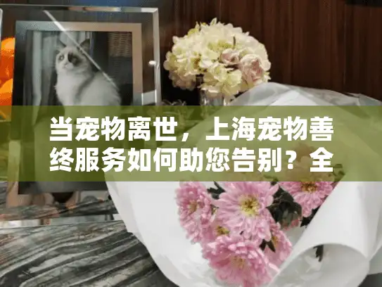 当宠物离世，上海宠物善终服务如何助您告别？全方位解析