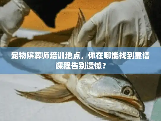 宠物殡葬师培训地点，你在哪能找到靠谱课程告别遗憾？