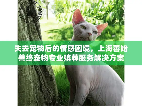 失去宠物后的情感困境，上海善始善终宠物专业殡葬服务解决方案
