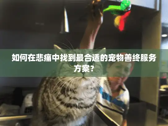 如何在悲痛中找到最合适的宠物善终服务方案？