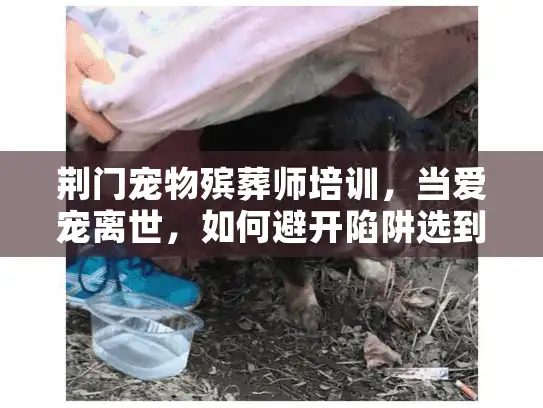 荆门宠物殡葬师培训，当爱宠离世，如何避开陷阱选到真正懂你的服务？