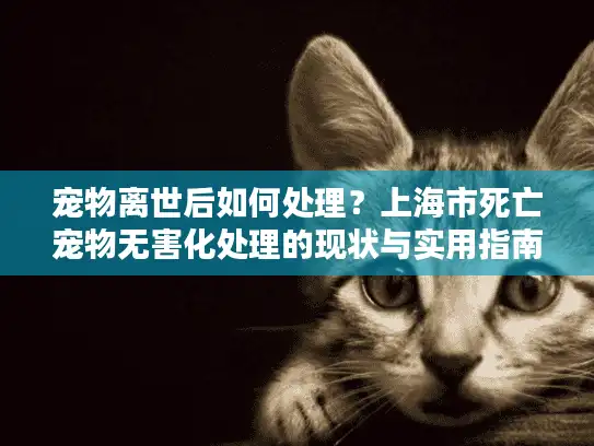 宠物离世后如何处理？上海市死亡宠物无害化处理的现状与实用指南