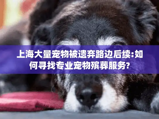 上海大量宠物被遗弃路边后续:如何寻找专业宠物殡葬服务?
