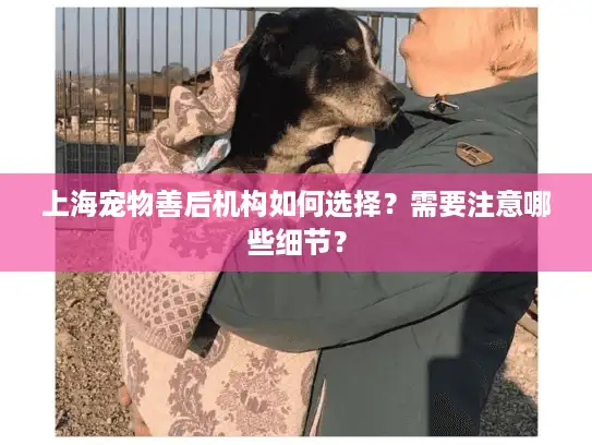 上海宠物善后机构如何选择？需要注意哪些细节？