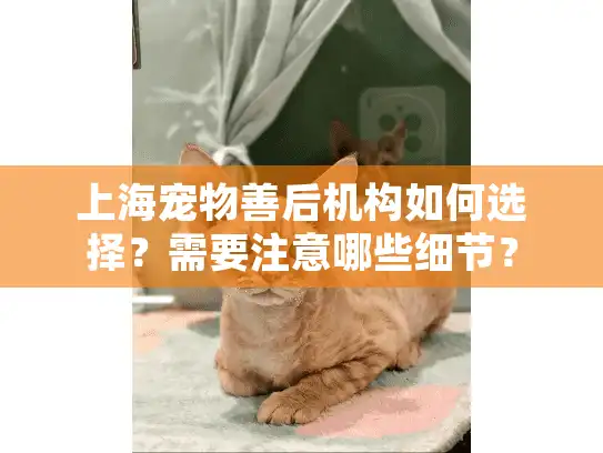 上海宠物善后机构如何选择？需要注意哪些细节？