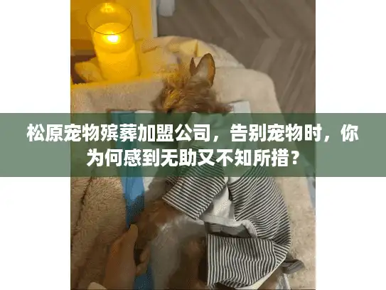 松原宠物殡葬加盟公司，告别宠物时，你为何感到无助又不知所措？