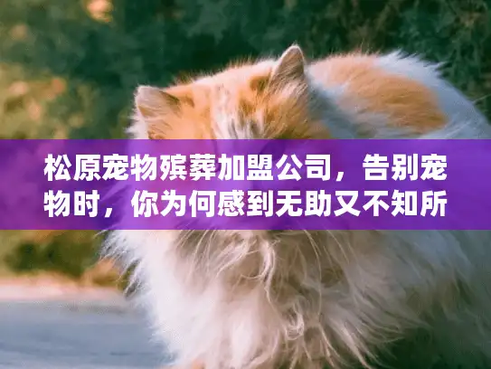 松原宠物殡葬加盟公司，告别宠物时，你为何感到无助又不知所措？