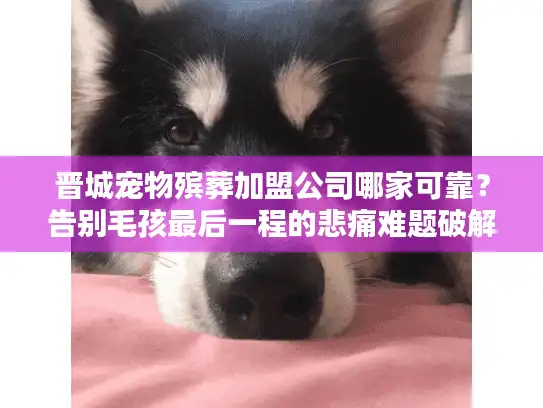 晋城宠物殡葬加盟公司哪家可靠？告别毛孩最后一程的悲痛难题破解指南