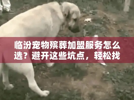 临汾宠物殡葬加盟服务怎么选？避开这些坑点，轻松找到靠谱伙伴！