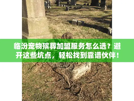 临汾宠物殡葬加盟服务怎么选？避开这些坑点，轻松找到靠谱伙伴！