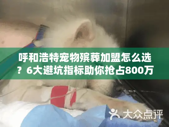 呼和浩特宠物殡葬加盟怎么选？6大避坑指标助你抢占800万蓝海市场
