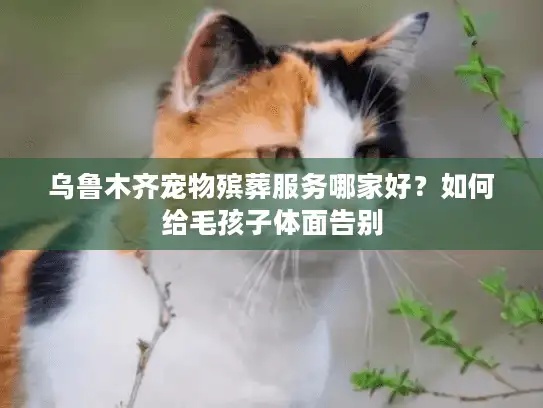 乌鲁木齐宠物殡葬服务哪家好？如何给毛孩子体面告别