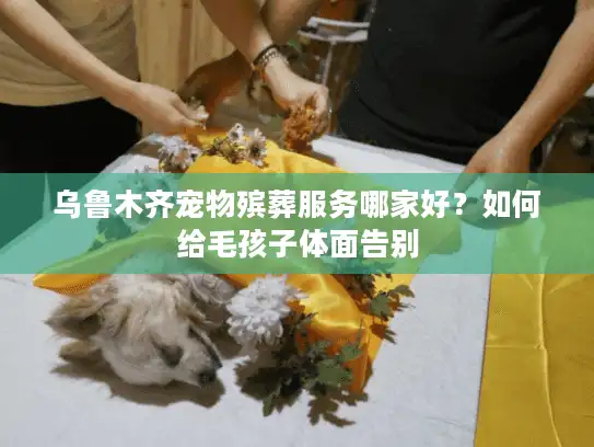 乌鲁木齐宠物殡葬服务哪家好？如何给毛孩子体面告别