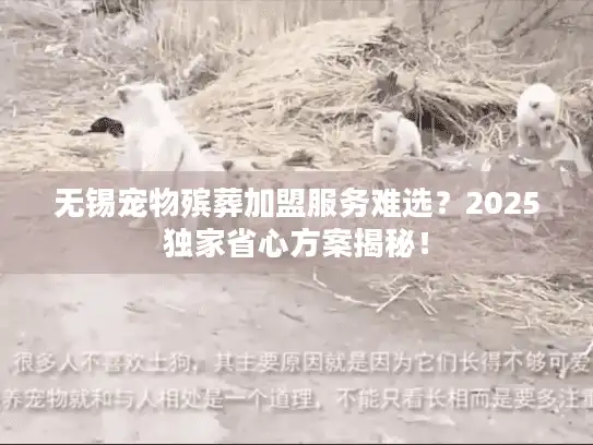 无锡宠物殡葬加盟服务难选？2025独家省心方案揭秘！