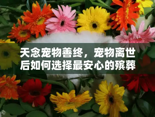 天念宠物善终，宠物离世后如何选择最安心的殡葬服务？