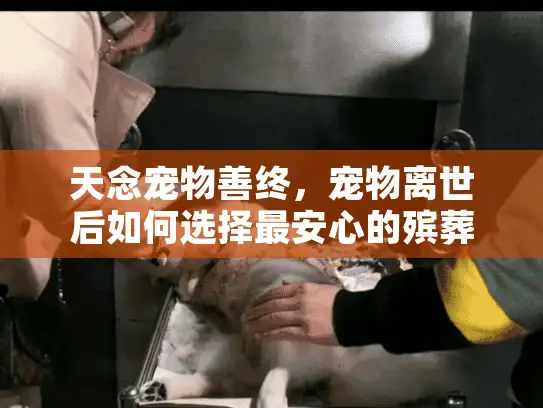 天念宠物善终，宠物离世后如何选择最安心的殡葬服务？