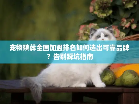 宠物殡葬全国加盟排名如何选出可靠品牌？告别踩坑指南