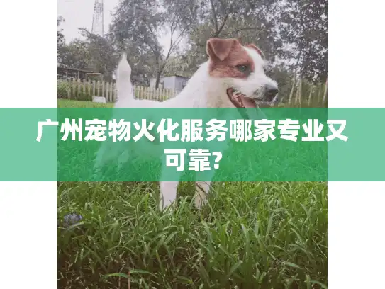广州宠物火化服务哪家专业又可靠?