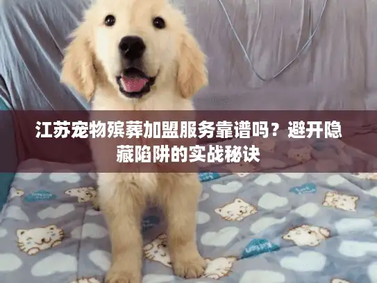 江苏宠物殡葬加盟服务靠谱吗？避开隐藏陷阱的实战秘诀