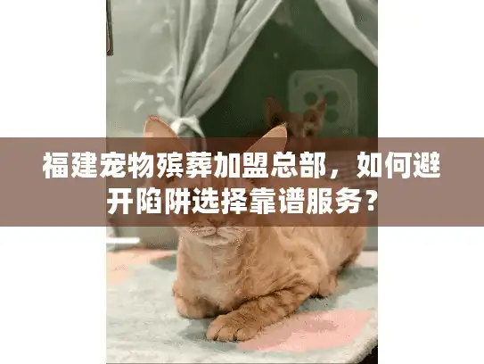 福建宠物殡葬加盟总部，如何避开陷阱选择靠谱服务？