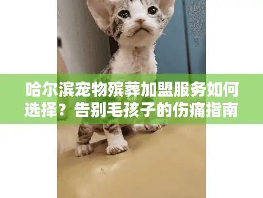 哈尔滨宠物殡葬加盟服务如何选择？告别毛孩子的伤痛指南