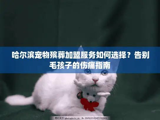 哈尔滨宠物殡葬加盟服务如何选择？告别毛孩子的伤痛指南