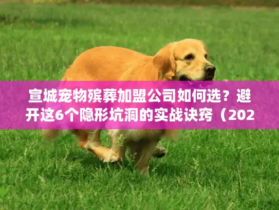 宣城宠物殡葬加盟公司如何选？避开这6个隐形坑洞的实战诀窍（2025年市场新趋势）
