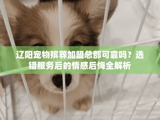 辽阳宠物殡葬加盟总部可靠吗？选错服务后的情感后悔全解析