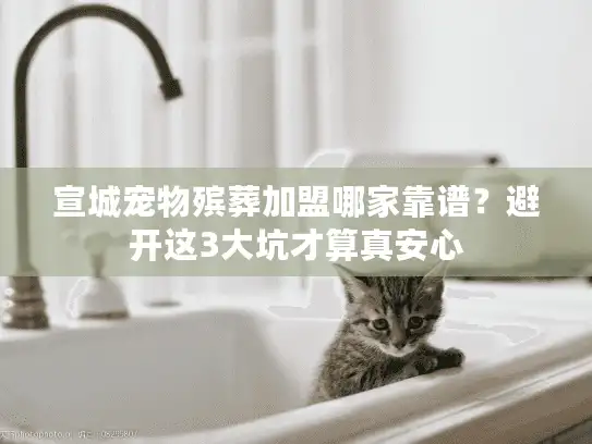宣城宠物殡葬加盟哪家靠谱？避开这3大坑才算真安心