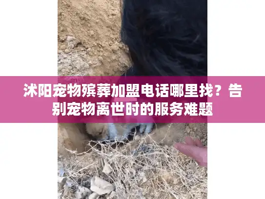 沭阳宠物殡葬加盟电话哪里找？告别宠物离世时的服务难题