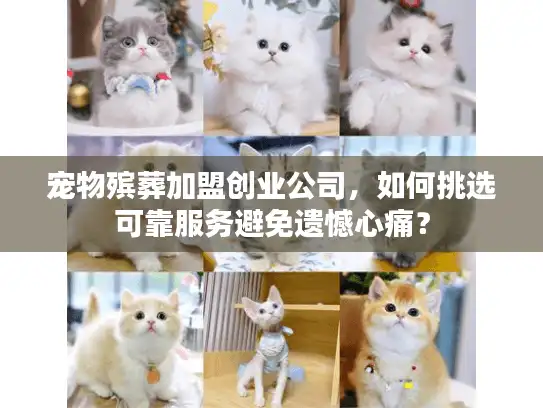 宠物殡葬加盟创业公司，如何挑选可靠服务避免遗憾心痛？