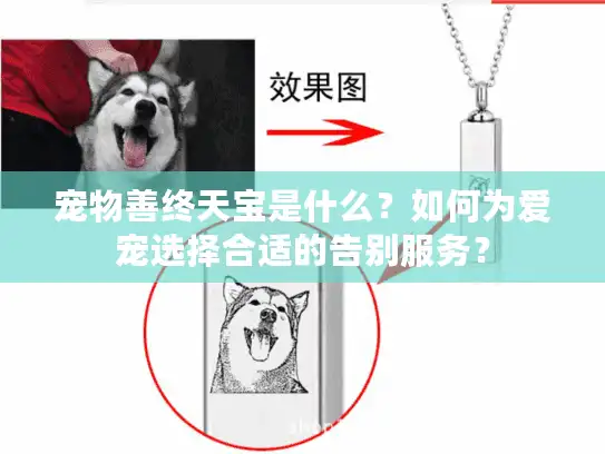 宠物善终天宝是什么？如何为爱宠选择合适的告别服务？