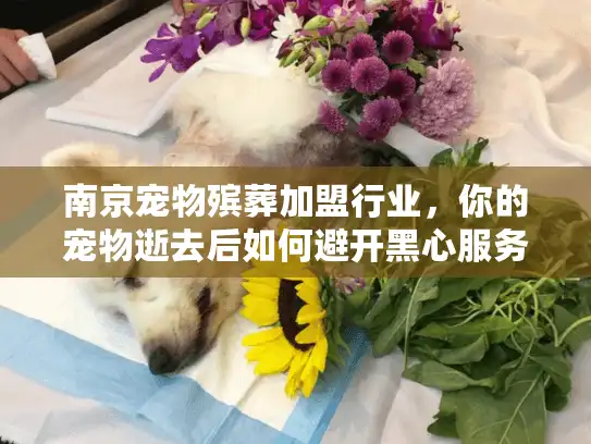 南京宠物殡葬加盟行业，你的宠物逝去后如何避开黑心服务陷阱？