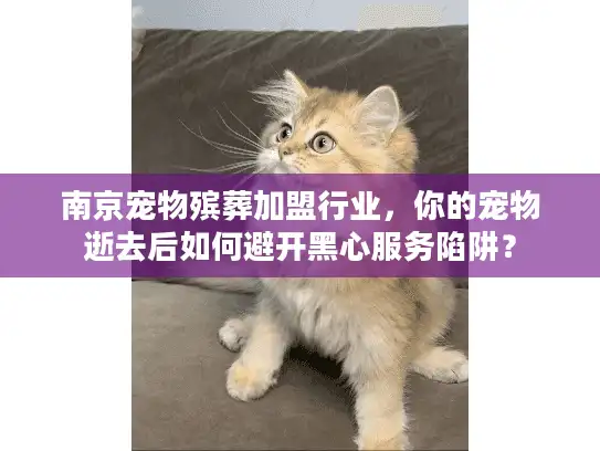 南京宠物殡葬加盟行业，你的宠物逝去后如何避开黑心服务陷阱？