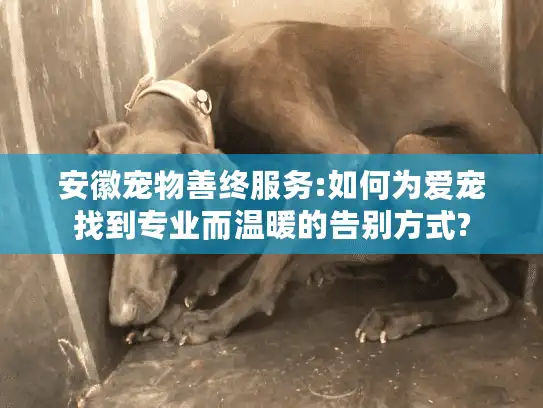 安徽宠物善终服务:如何为爱宠找到专业而温暖的告别方式?