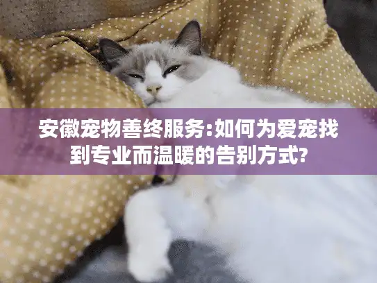 安徽宠物善终服务:如何为爱宠找到专业而温暖的告别方式?