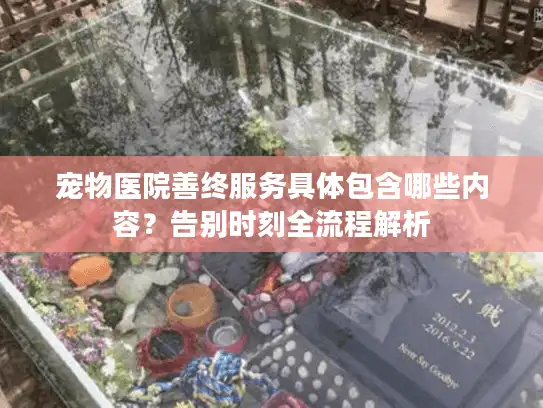 宠物医院善终服务具体包含哪些内容？告别时刻全流程解析