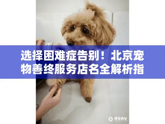 选择困难症告别！北京宠物善终服务店名全解析指南