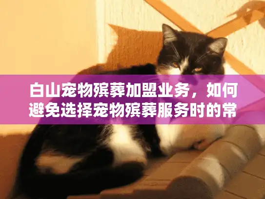 白山宠物殡葬加盟业务，如何避免选择宠物殡葬服务时的常见陷阱？