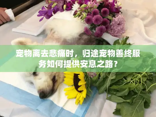 宠物离去悲痛时，归途宠物善终服务如何提供安息之路？