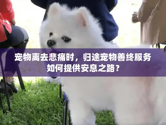 宠物离去悲痛时，归途宠物善终服务如何提供安息之路？