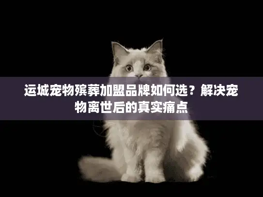 运城宠物殡葬加盟品牌如何选？解决宠物离世后的真实痛点