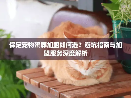 保定宠物殡葬加盟如何选？避坑指南与加盟服务深度解析