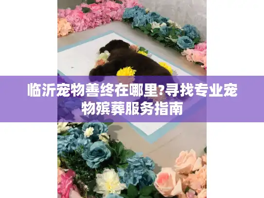 临沂宠物善终在哪里?寻找专业宠物殡葬服务指南